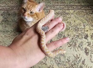 Albino Western Hognose snake available for adoption at Toronto Reptiles