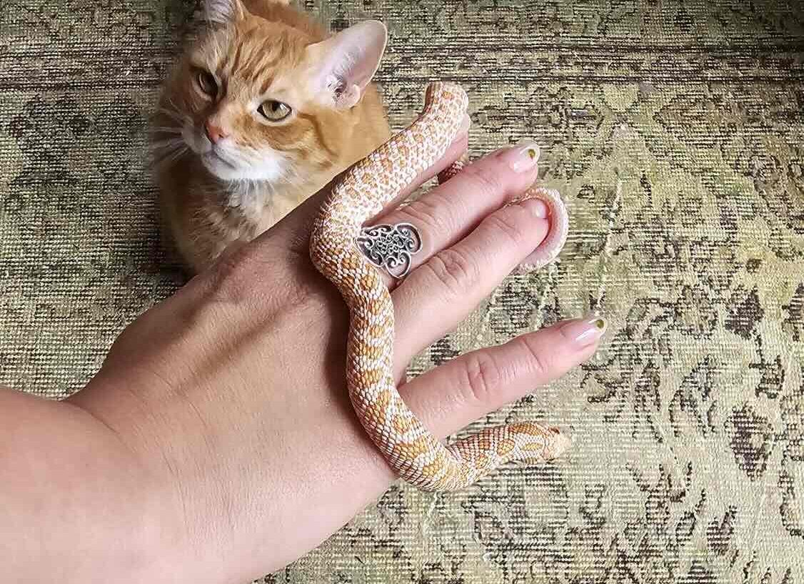 Albino Hognose