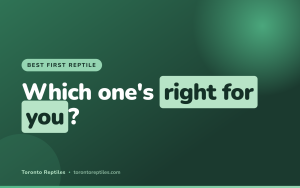 Best First Reptile: Bearded Dragon vs Ball Python vs Corn Snake (2026)