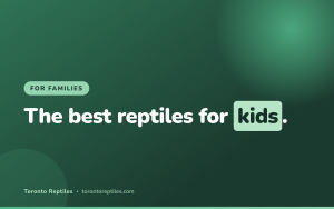 Best Kid-Friendly Reptiles: A Parent’s Guide to Choosing the Right First Pet (2026)
