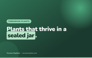Best Plants for a Closed Terrarium (2026 Guide)