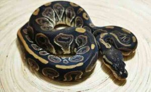 Black Pastel Ball Python — a dark morph snake available for adoption at Toronto Reptiles