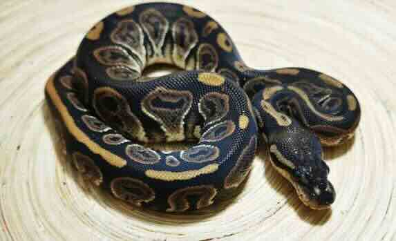 Black Pastel Ball Python