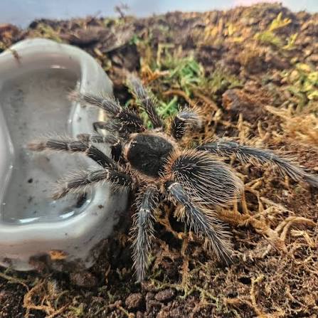 Brazilian Salmon Pink Birdeater Tarantula