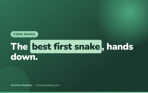 Corn Snake Care for Beginners: The Complete Guide (2026)