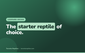 Leopard Gecko Care for Beginners: A Complete Guide