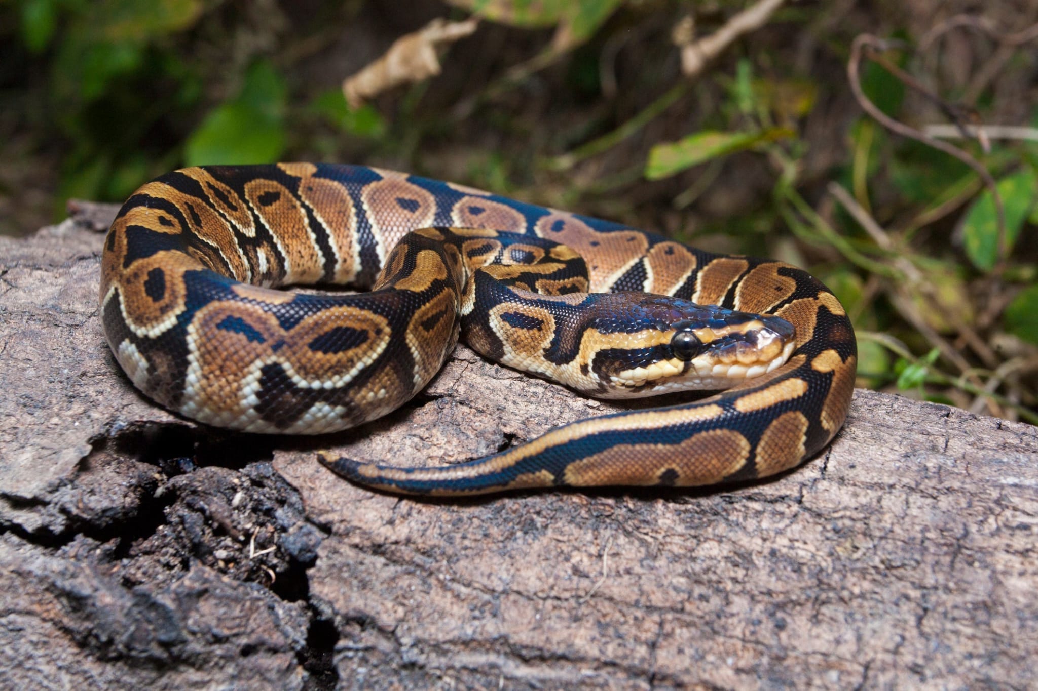 Normal Ball Python