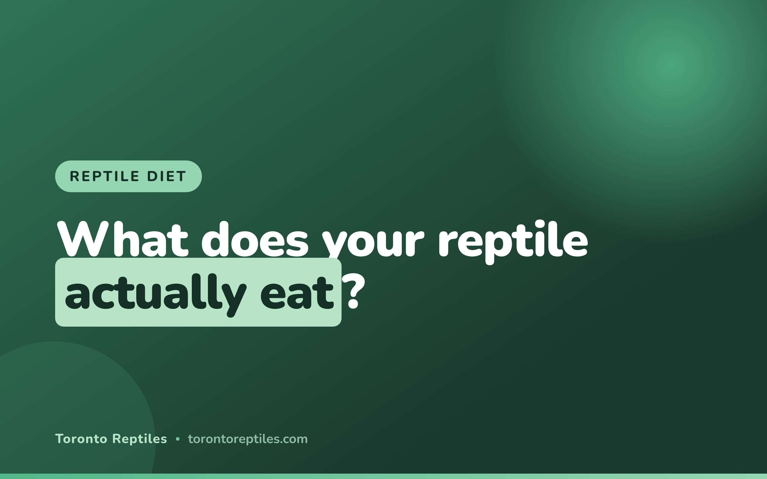What to Feed Your Reptile: A Complete Diet Guide for Every Species (2026)